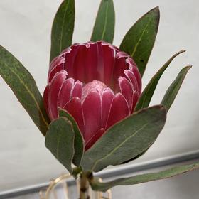 进口公主-布兰达