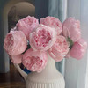 肯尼亚进口Peony Pink粉牡丹玫瑰花10支 商品缩略图7