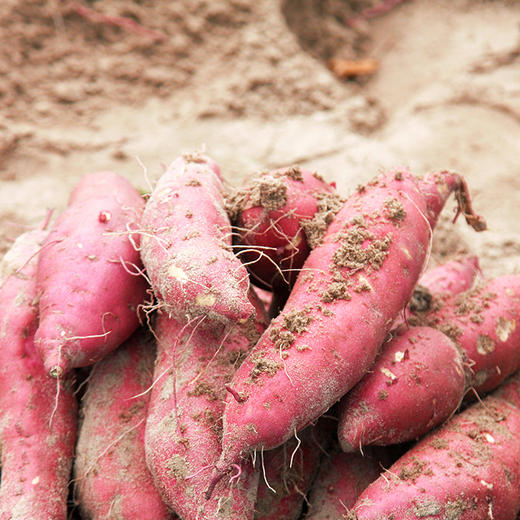 正宗桥头地瓜，精品果，产地直发，粉糯香甜【2112-2】 商品图12