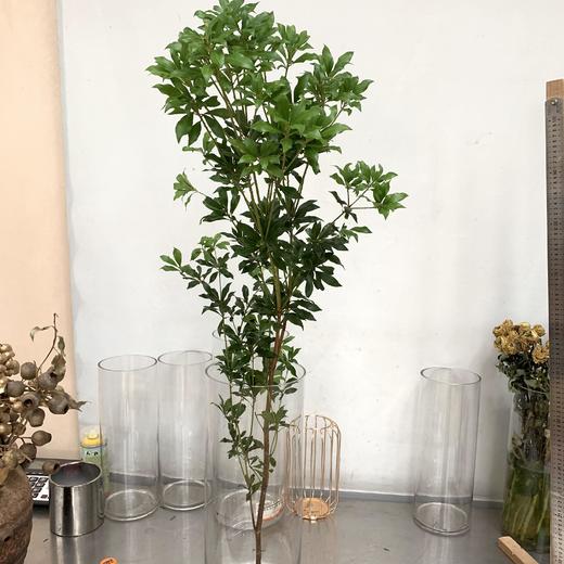 进口--马醉木 商品图0