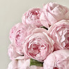 肯尼亚进口Peony Pink粉牡丹玫瑰花10支 商品缩略图4