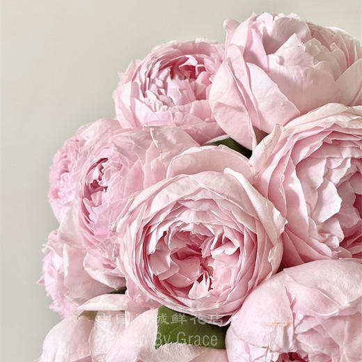肯尼亚进口Peony Pink粉牡丹玫瑰花10支 商品图4