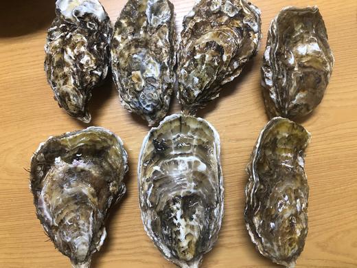 【一入蚝门深似海】真正乳山生蚝 乳山核心产区 国内生蚝的天花板 完美媲美国外顶级生蚝 5斤/箱（6~8个）个大肉美 营养丰富 国家地理标志 商品图2