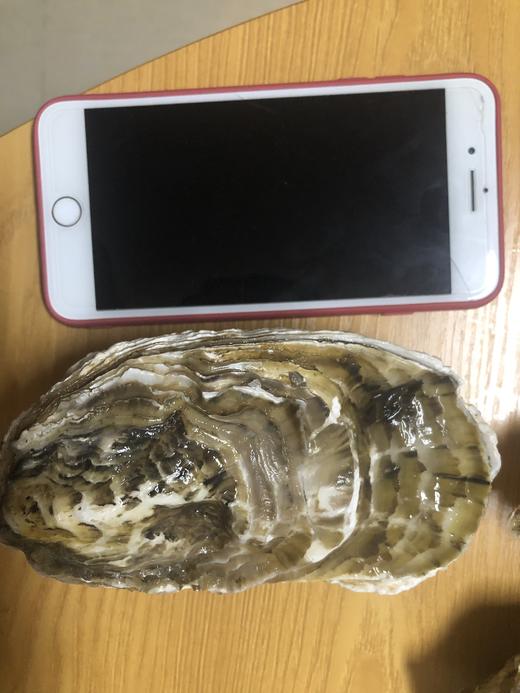 【一入蚝门深似海】真正乳山生蚝 乳山核心产区 国内生蚝的天花板 完美媲美国外顶级生蚝 5斤/箱（6~8个）个大肉美 营养丰富 国家地理标志 商品图1