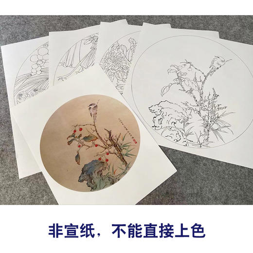潘磊工笔画白描底稿菊花雀鸟一套四幅初学者尺寸42*42厘米TL05 商品图3