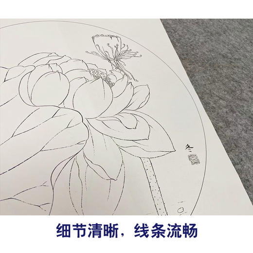 杨冬冬工笔画白描底稿荷花蝴蝶一套四幅初学者尺寸35*35厘米TY03 商品图4