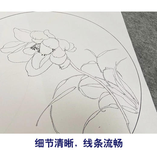 张莉莉工笔画白描底稿鹦鹉螃蟹一套四幅初学者尺寸35*35厘米-TZ03 商品图4