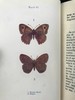 约20世纪早期 蝴蝶与飞蛾图鉴 48幅彩色插图 漆布精装32开 商品缩略图8