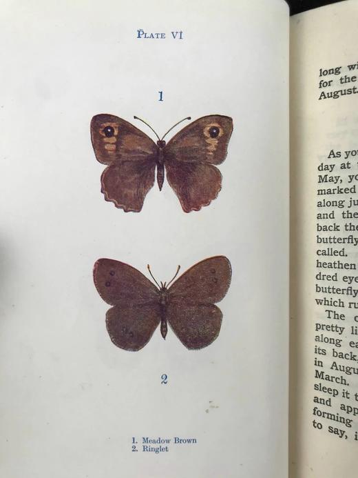 约20世纪早期 蝴蝶与飞蛾图鉴 48幅彩色插图 漆布精装32开 商品图8