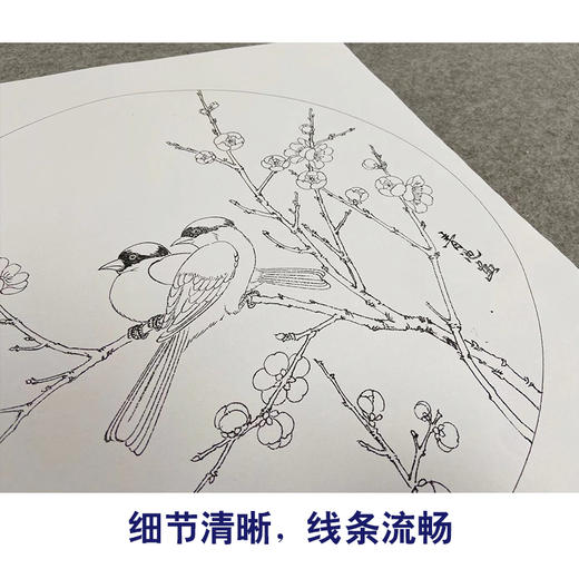 戴青池工笔画白描底稿荷花一套四幅初学者尺寸35*35厘米TD07 商品图4