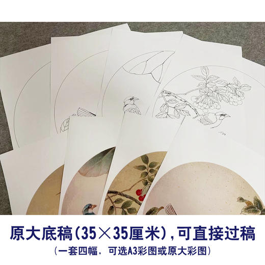 戴青池工笔画白描底稿樱桃翠鸟一套四幅初学者尺寸35*35厘米TD04 商品图2