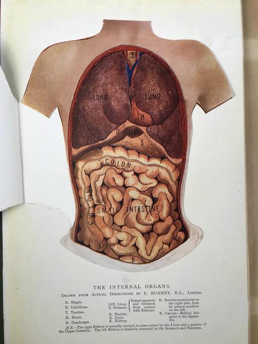 医学经典约20世纪早期 现代医生指南（全5卷） 3组彩色多层图与数百幅黑白插图 漆布精装18开 商品图9