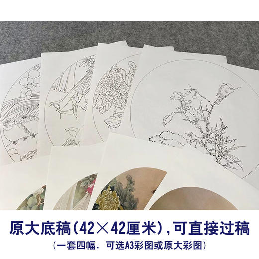 潘磊工笔画白描底稿菊花雀鸟一套四幅初学者尺寸42*42厘米TL05 商品图2