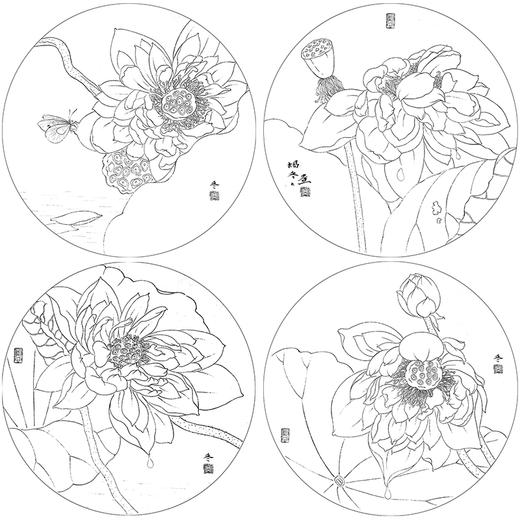 杨冬冬工笔画白描底稿荷花蝴蝶一套四幅初学者尺寸35×35厘米TY01 商品图1