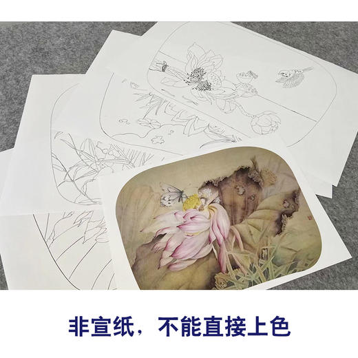 杨冬冬工笔画白描底稿荷花雀鸟一套四幅初学者尺寸35*48厘米TY06 商品图3