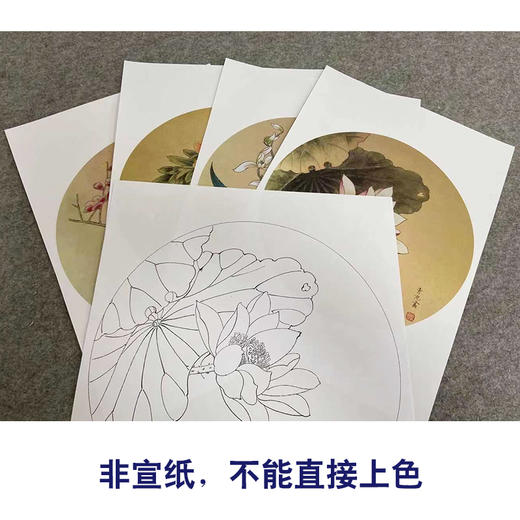 戴青池工笔画白描底稿荷花牡丹一套四幅初学者尺寸35×35厘米TD01 商品图3