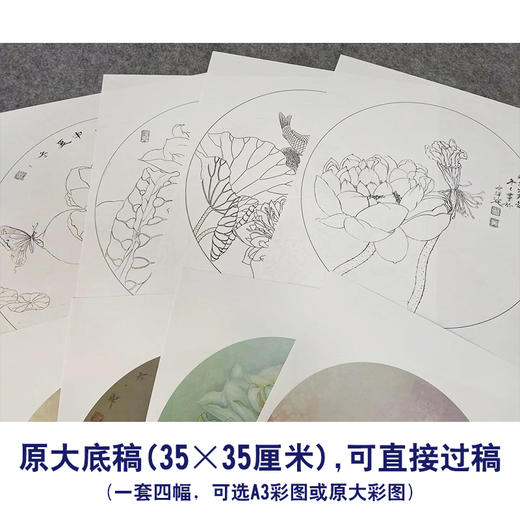杨冬冬工笔画白描底稿荷花鲤鱼一套四幅初学者尺寸35*35厘米TY05 商品图4