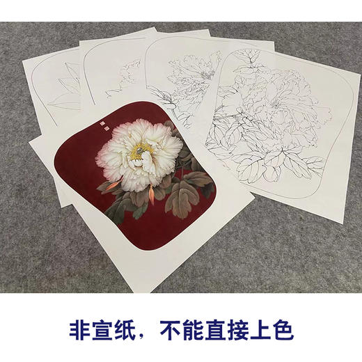 李晓明工笔花鸟画白描底稿荷花牡丹小品一套四幅册页初学者尺寸35*42厘米TW05 商品图3