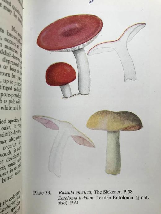 常见真菌图鉴 32幅彩色64幅黑白插图 精装64开 商品图11