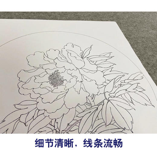 戴青池工笔画白描底稿牡丹翠鸟一套四幅初学者尺寸35*35厘米TD03 商品图4