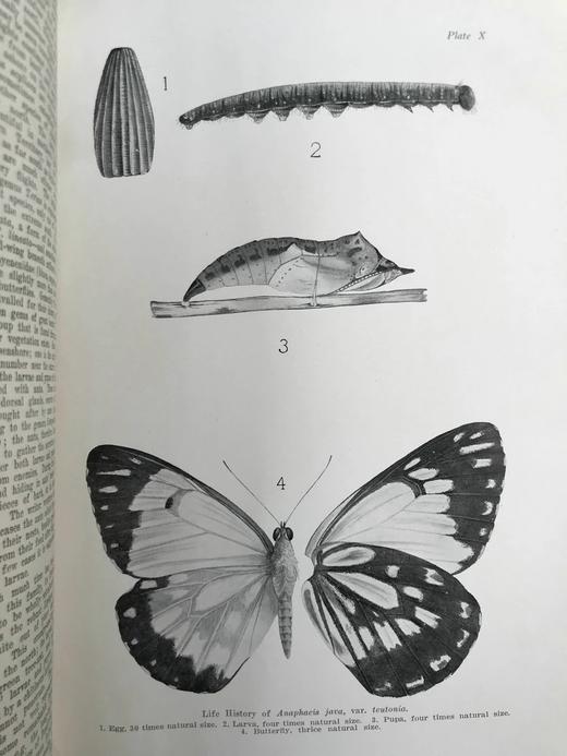 1925年 澳大利亚图解百科全书（全2卷） 数百幅插图 漆布精装16开 商品图5