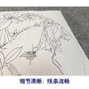 潘磊工笔画白描底稿荷花金鱼一套四幅初学者尺寸42*42厘米TL01 商品缩略图4