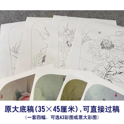 杨冬冬工笔画白描底稿荷花蜻蜓一套四幅初学者尺寸35*45厘米TY07 商品图2