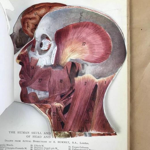 医学经典约20世纪早期 现代医生指南（全5卷） 3组彩色多层图与数百幅黑白插图 漆布精装18开 商品图5