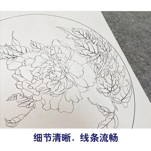 张莉莉工笔画白描底稿牡丹萝卜一套四幅初学者尺寸40*40厘米TZ01 商品图4