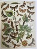 1907年 欧洲蝴蝶与飞蛾图鉴 54页彩色与大量黑白插图 真皮精装16开 商品缩略图8