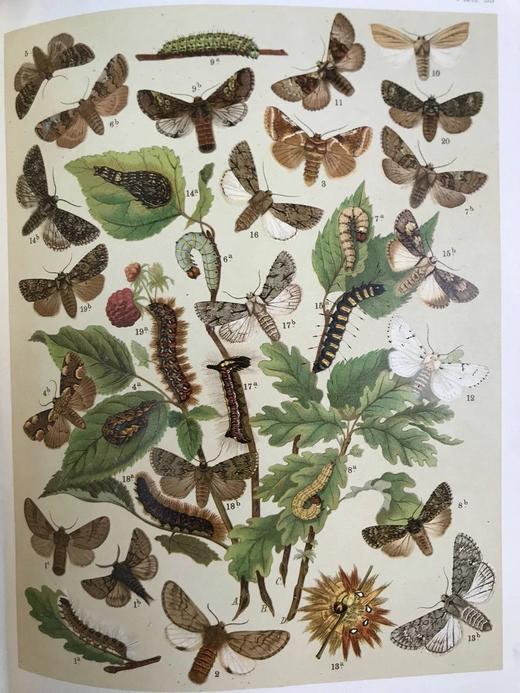 1907年 欧洲蝴蝶与飞蛾图鉴 54页彩色与大量黑白插图 真皮精装16开 商品图8