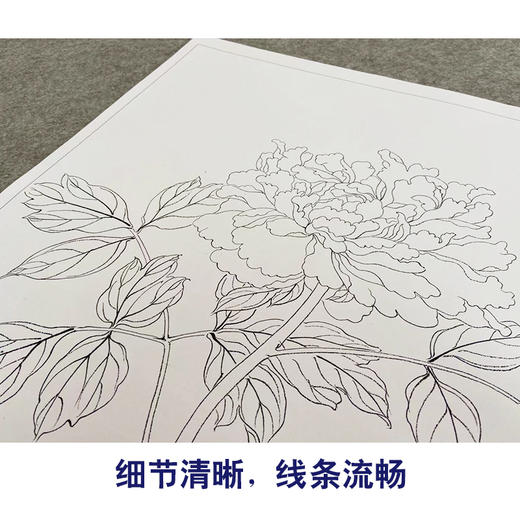 蒋廷锡工笔花鸟画白描底稿牡丹谱小品一套十幅册页初学者尺寸40*40厘米JT00 商品图4