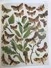 1907年 欧洲蝴蝶与飞蛾图鉴 54页彩色与大量黑白插图 真皮精装16开 商品缩略图9