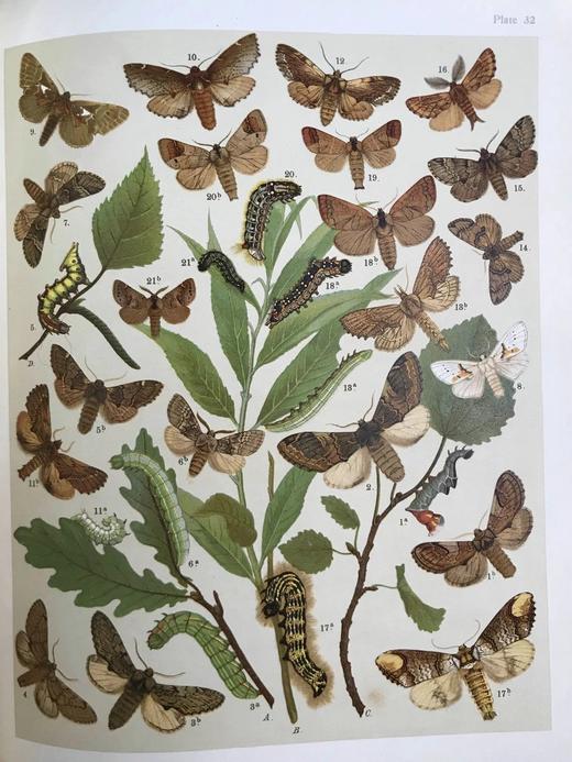 1907年 欧洲蝴蝶与飞蛾图鉴 54页彩色与大量黑白插图 真皮精装16开 商品图9