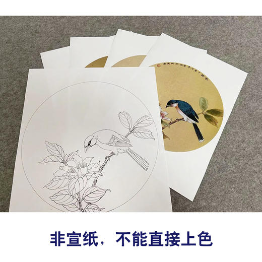 戴青池工笔画白描底稿荷花翠鸟一套四幅初学者尺寸35*35厘米TD05 商品图2