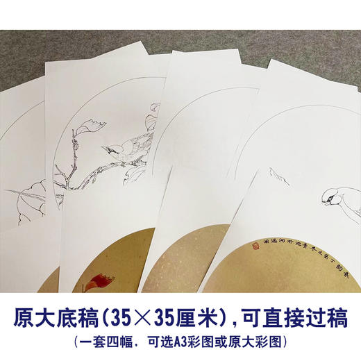 戴青池工笔画白描底稿荷花翠鸟一套四幅初学者尺寸35*35厘米TD05 商品图3