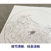 杨冬冬工笔画白描底稿荷花一套四幅初学者原大尺寸35×35厘米TY02 商品缩略图4