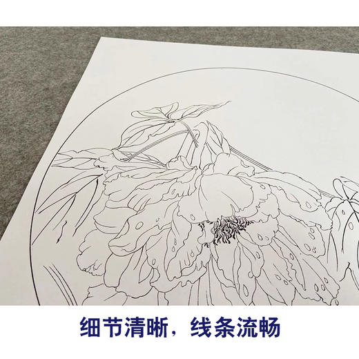 杨冬冬工笔画白描底稿荷花一套四幅初学者原大尺寸35×35厘米TY02 商品图4