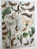 1907年 欧洲蝴蝶与飞蛾图鉴 54页彩色与大量黑白插图 真皮精装16开 商品缩略图14