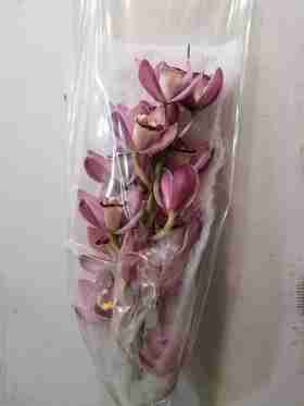 配花-大花蕙兰-粉色-1支