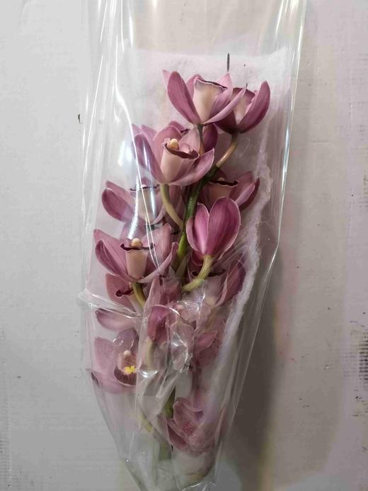 配花-大花蕙兰-粉色-1支 商品图0