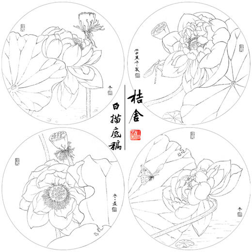 杨冬冬工笔画白描底稿荷花蝴蝶一套四幅初学者尺寸35*35厘米TY03 商品图1