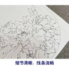 李晓明工笔花鸟画白描底稿牡丹蝴蝶一套四幅册页初学者尺寸40×40厘米TW03 商品缩略图4