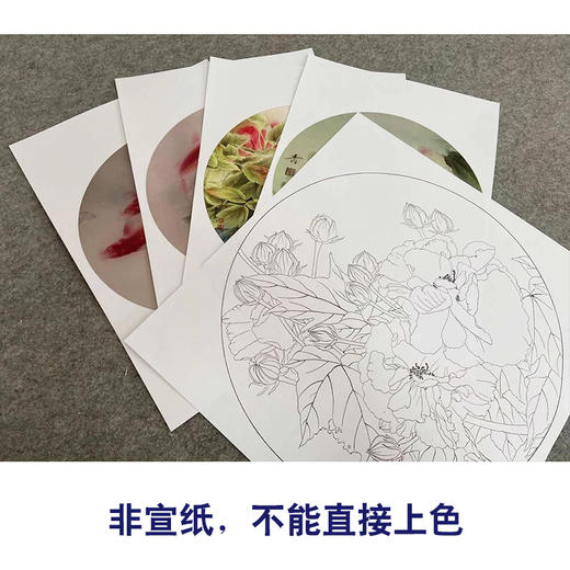 龚雪青工笔画白描底稿鲤鱼牡丹一套四幅初学者尺寸40×40厘米TG01 商品图2