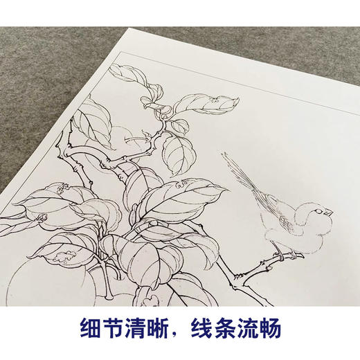 李晓明工笔花鸟画白描底稿翠鸟石榴斗方小品一套九幅册页初学者尺寸35×35厘米TW09 商品图4
