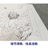 杨冬冬工笔画白描底稿荷花蜻蜓一套四幅初学者尺寸35*45厘米TY07 商品缩略图4