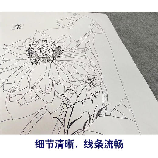 杨冬冬工笔画白描底稿荷花蜻蜓一套四幅初学者尺寸35*45厘米TY07 商品图4