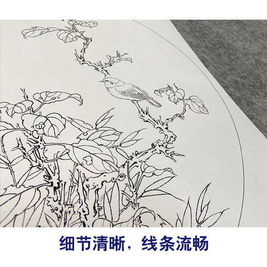 潘磊工笔画白描底稿牡丹蝴蝶一套四幅初学者尺寸42*42厘米TL04 商品图4
