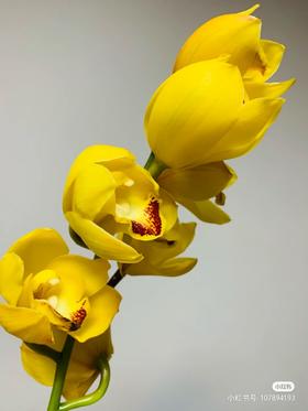 配花-大花蕙兰-黄色-1枝