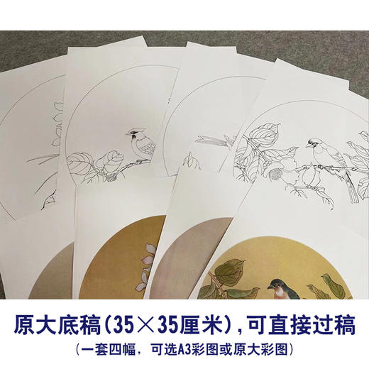 戴青池工笔画白描底稿荷花一套四幅初学者尺寸35*35厘米TD06 商品图2